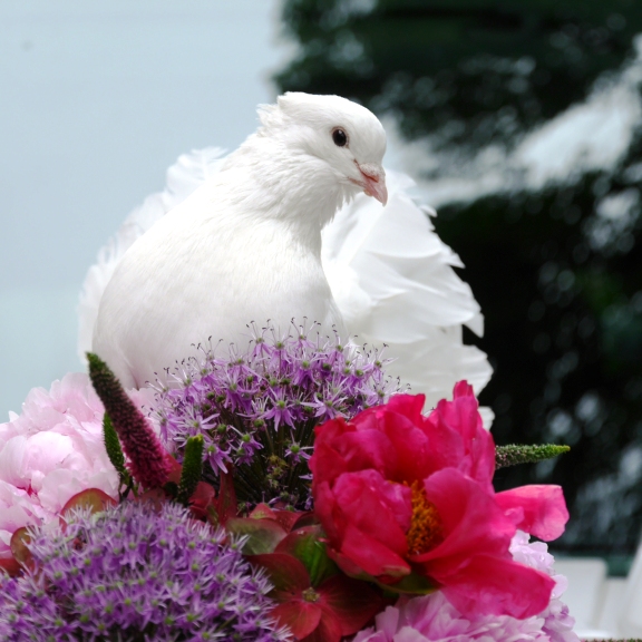 Hochzeitstauben Rademacher